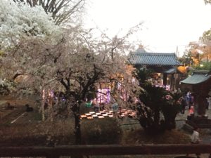 本妙寺 桜灯籠